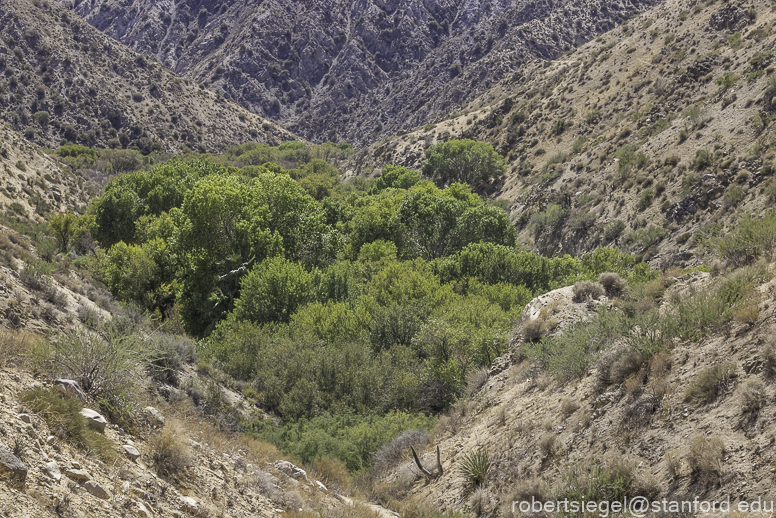 Desert Biogeography of Joshua Tree National Park